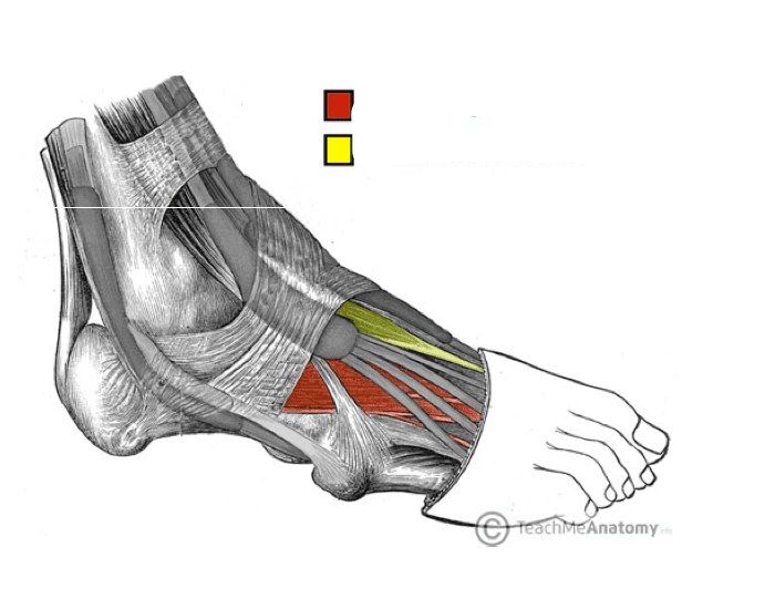 Foot muscle. Extensor Hallucis Brevis. M extensor digitorum Brevis на стопу. Extensor digitorum Brevis.