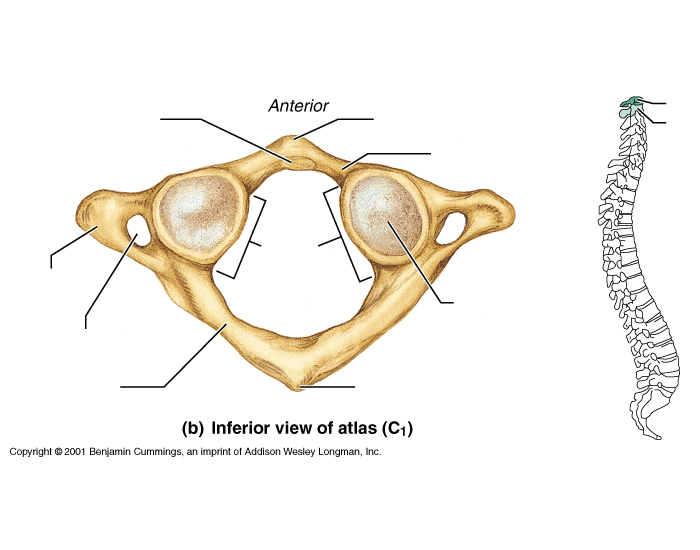 Atlas os. Atlas c1. Atlas кость. Atlas and Axis Bone. Atlas c1 Anatomy.