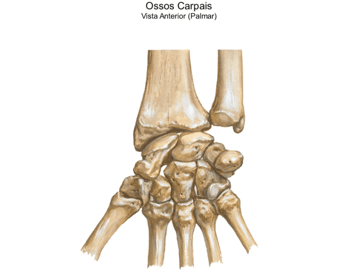 Ossis перевод с латинского. Lunatum. Pisiforme кость. Сочленение гороховидной кости, Art. Ossis pisiformis. Scaphoideum кость.