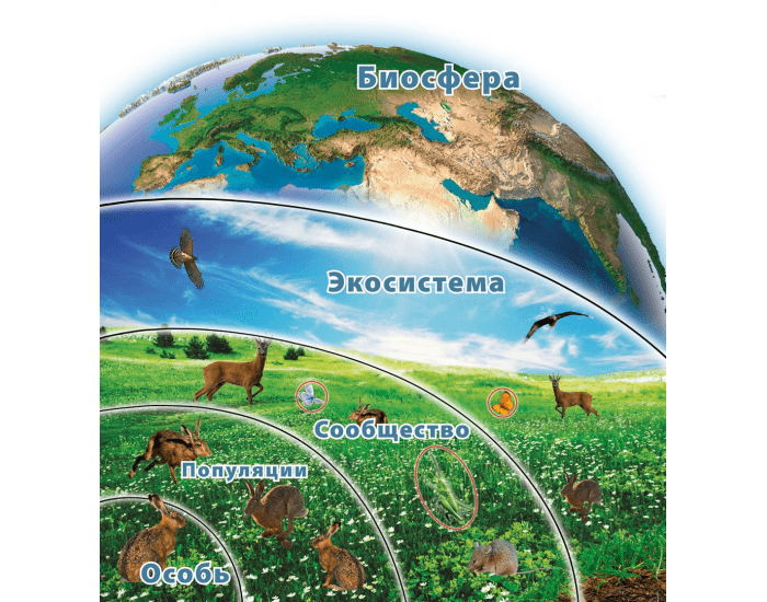 Презентация на тему биогеоценоз экосистема и биосфера