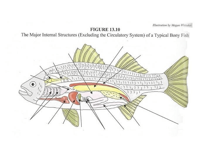 Схема рыбы. Fish Internal structure. Альтернативная анатомия рыбы. The External structure of the Fish. Circulatory System of Bony Fish.