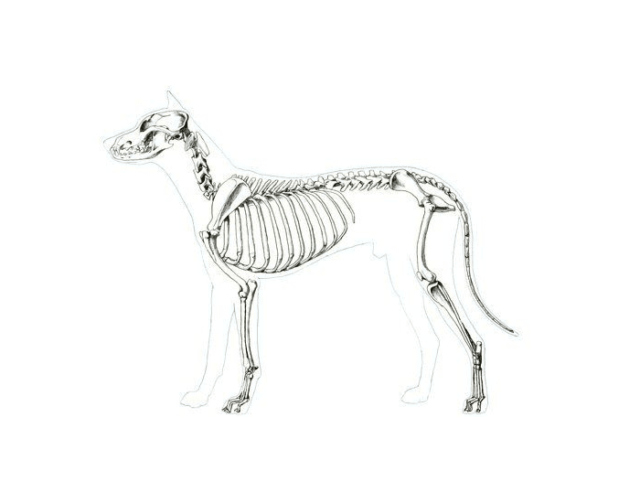 Скелет собаки. Скелет собаки сбоку. Скелет собаки спереди. Скелет собаки вид сбоку. Скелет собаки вид спереди.