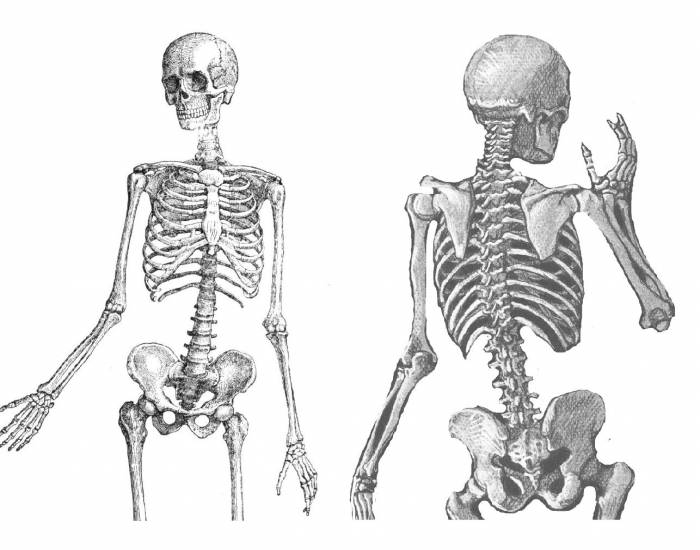 Скелет человека сбоку картинки