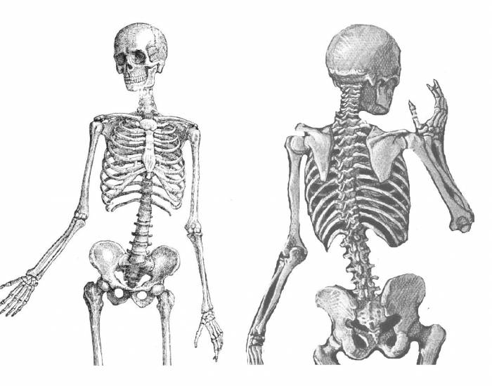 Поверхность скелета. Осевой и добавочный скелет. Осевой скелет человека анатомия. Осевой скелет анатомия. Осевой скелет и добавочный скелет.