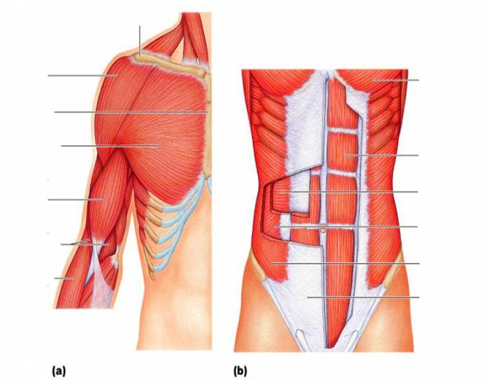 Musculus rectus abdominis