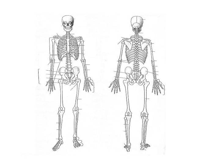 Облегченный скелет. Скелет человека вид спереди. Скелет рисунок.