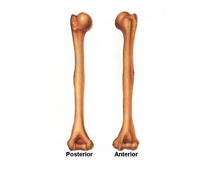 Плечо кость фото Плечо кость фото