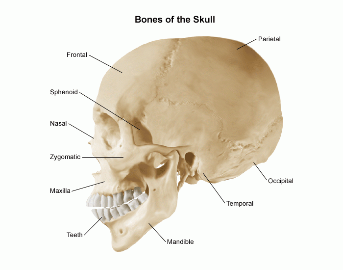 Кости черепа на латыни