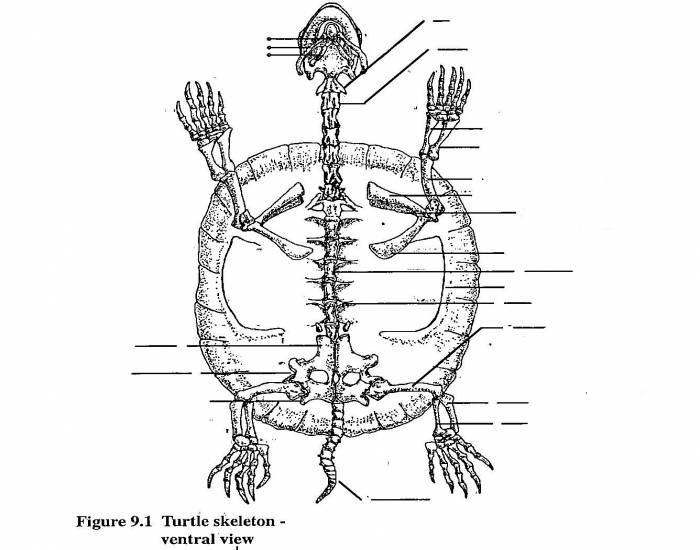 Скелет черепахи схема